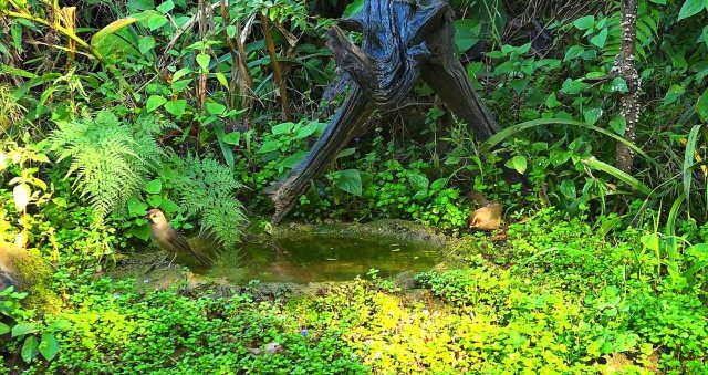 白頰噪鹛 李榮順攝副本.jpg