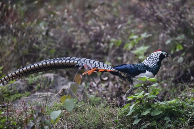 白腹錦雞 尹磊攝0.jpg