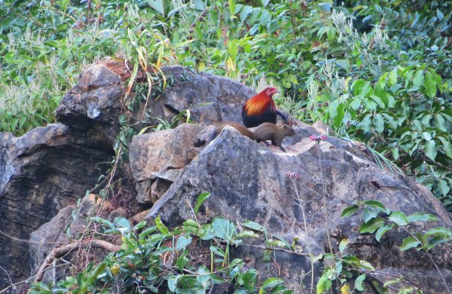 紅原雞與珀氏長吻松鼠同框 李榮順攝.jpg