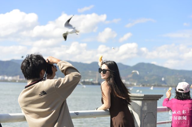 紅嘴鷗 龍宇丹 攝