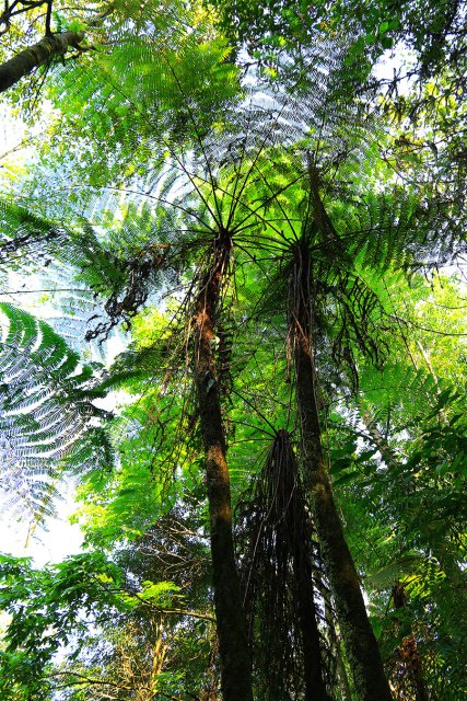 桫欏(2月14日) 郁云江攝.jpg