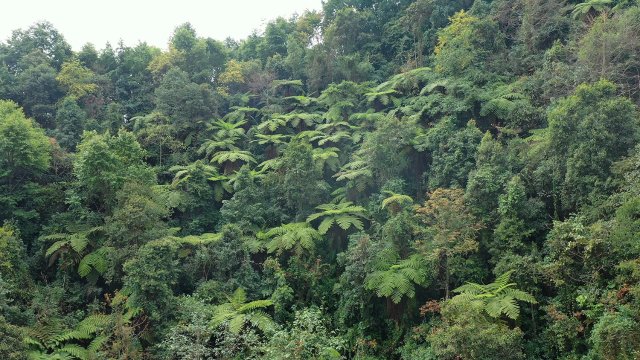 桫欏(2月14日) 王學(xué)云1.jpg