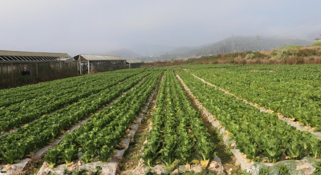 白菜地1 孫嫡拍攝.JPG