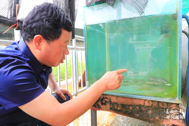 保育珠江水系珍稀魚類，云南曲靖的這名“魚癡”守護土著魚25年（開屏新聞記者蔣瓊波攝影報道）