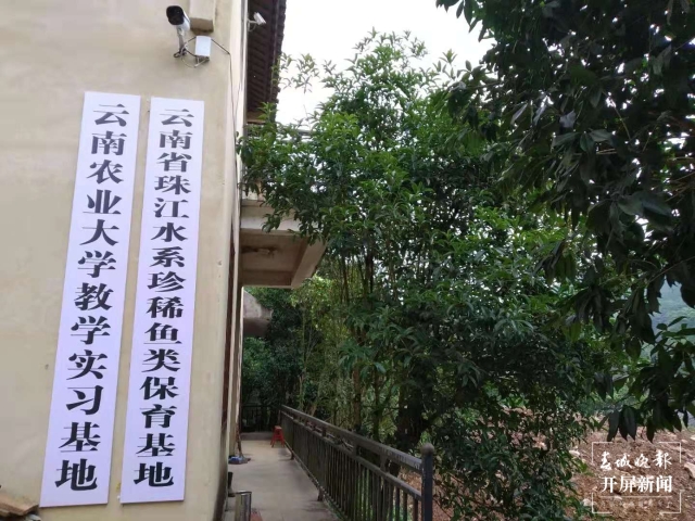 保育珠江水系珍稀魚類，云南曲靖的這名“魚癡”守護土著魚25年（開屏新聞記者蔣瓊波攝影報道）