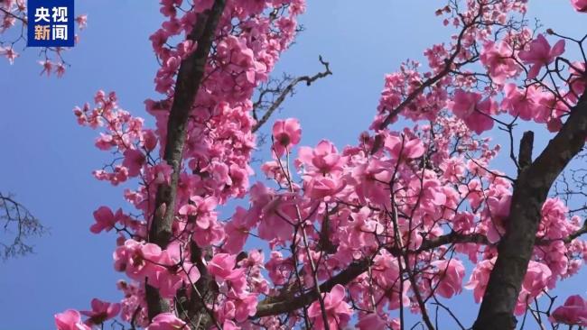 1.26億人次去哪兒了？清明小長假消費“三件套”