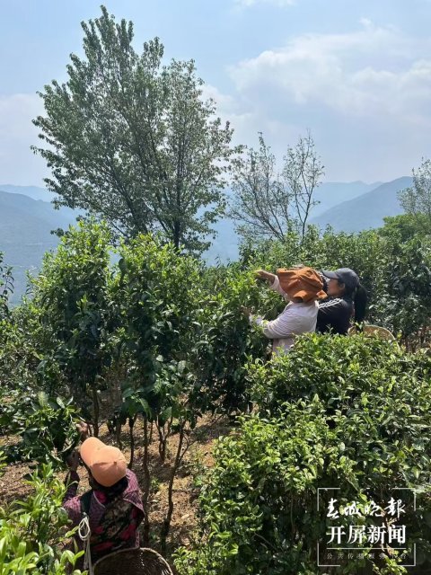 (采訪傳編輯)美好生活在云南 無量山春意盎然采茶忙 (1).jpg