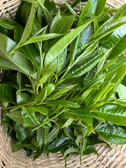 (采訪傳編輯)美好生活在云南 無量山春意盎然采茶忙 (5).jpg