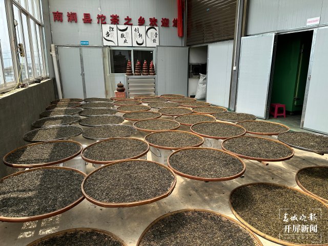 (采訪傳編輯)美好生活在云南 無量山春意盎然采茶忙 (6).jpg