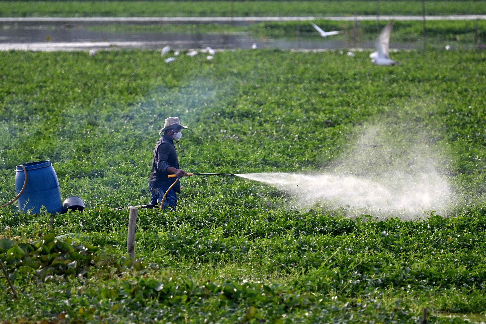當(dāng)?shù)貢r(shí)間2025年2月20日，柬埔寨金邊郊區(qū)，一名農(nóng)民在地里噴灑農(nóng)藥。