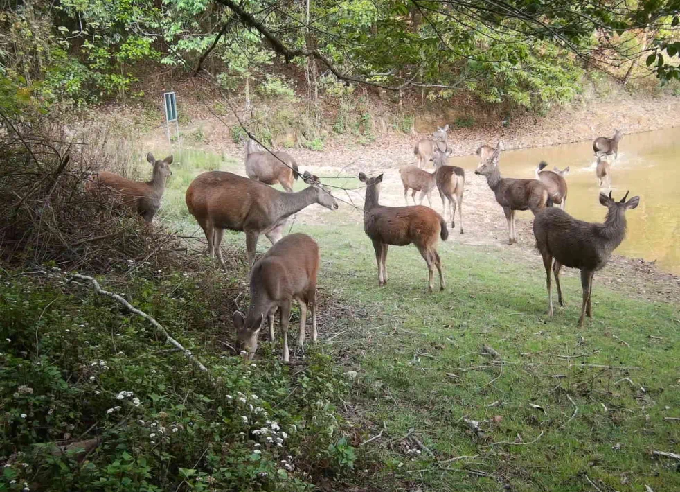 南滾河保護(hù)區(qū)監(jiān)測(cè)到的15頭水鹿.png