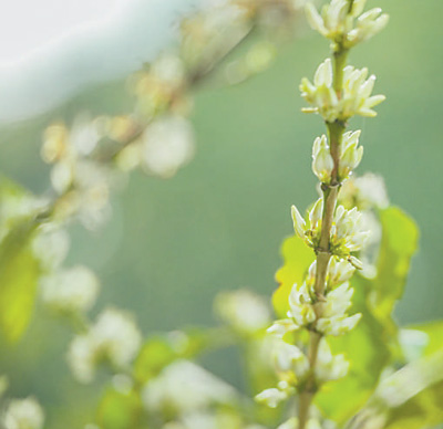 云南咖啡何以味更香？人民日報要聞版頭條解讀