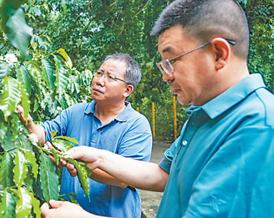 云南咖啡何以味更香？人民日報要聞版頭條解讀