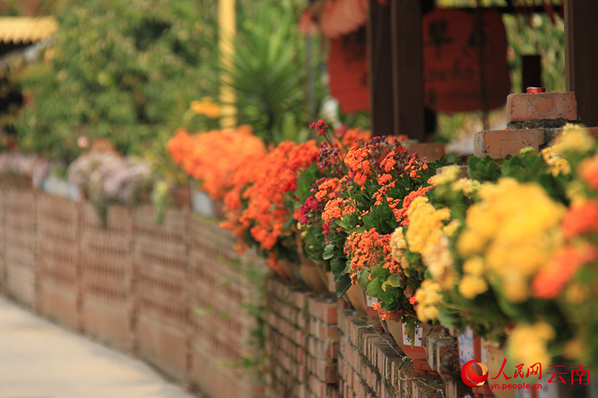 圖為隴海村民小組村民家圍墻上的綠植。人民網(wǎng)記者-程浩攝