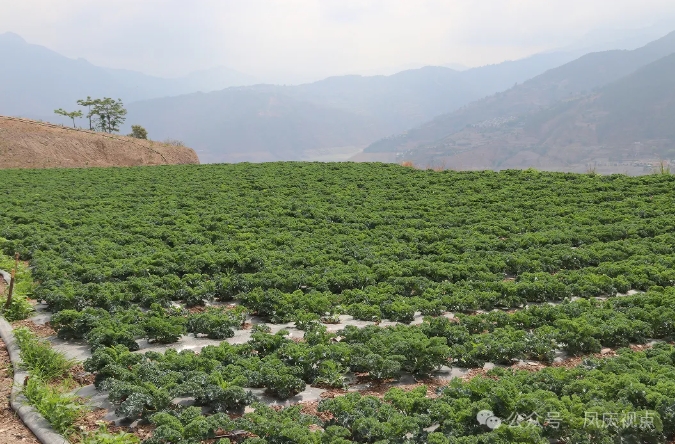 微信截圖_20250517141800