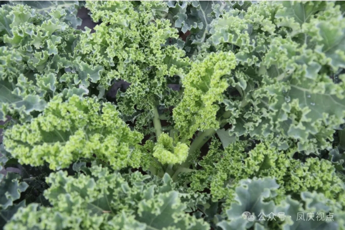 微信截圖_20250517141817