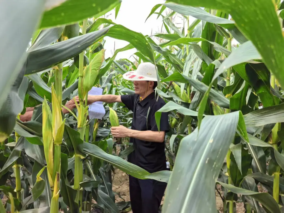 1747879108594495.png 640_wx_fmt=jpeg&from=appmsg&tp=webp&wxfrom=5&wx_lazy=1.webp (3).png