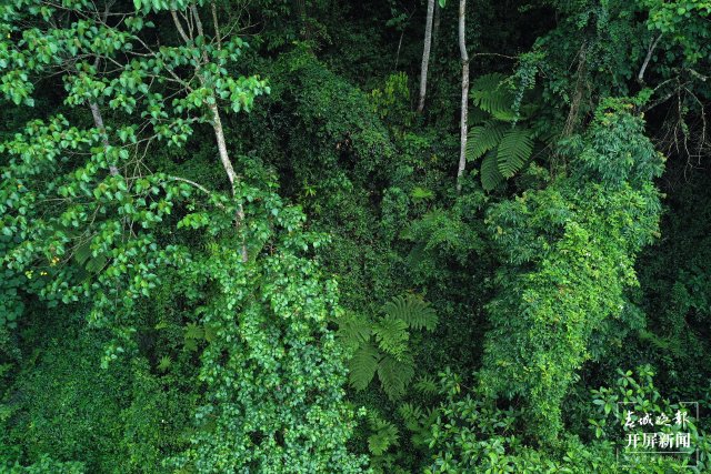 無人機(jī)照片-分布在林間的桫欏1 陶平 攝.jpg
