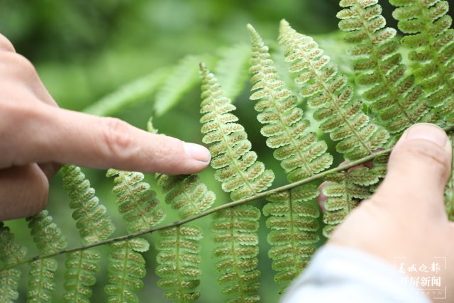 桫欏葉片背后的孢子4 陶平 攝.JPG