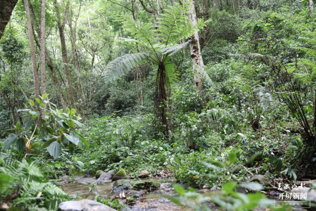 溪邊生長的桫欏 楊廷榮 攝.JPG