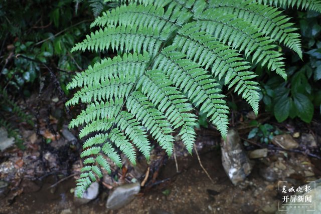 溪流邊生長的桫欏 陶平 攝.JPG