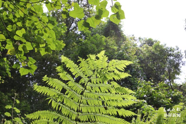 桫欏葉片與高大喬木葉片比肩 陶平 攝.JPG