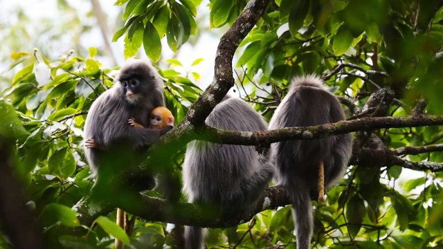 菲氏葉猴 龍陵小黑山省級(jí)自然保護(hù)區(qū)管護(hù)局供圖 資料圖.jpg