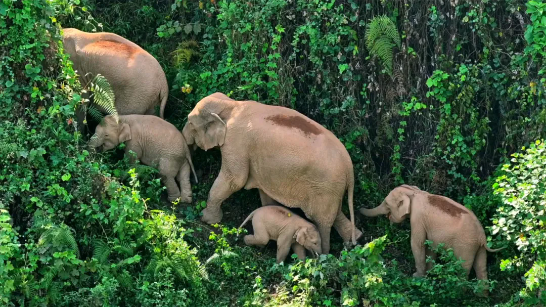 640_wx_fmt=jpeg&from=appmsg&tp=webp&wxfrom=5&wx_lazy=1.webp (2).png