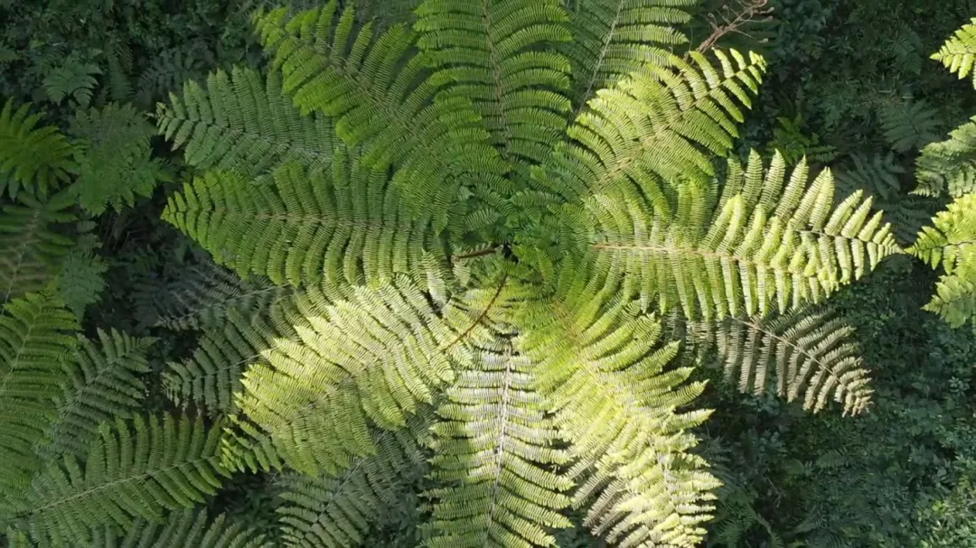 640_wx_fmt=jpeg&from=appmsg&tp=webp&wxfrom=5&wx_lazy=1.webp (3).png