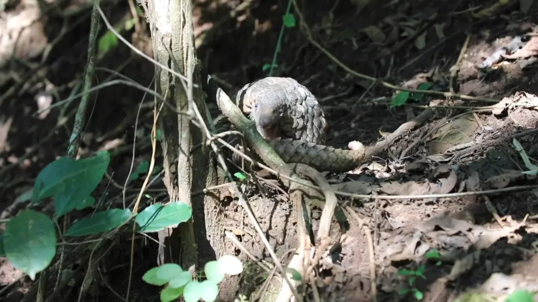 640_wx_fmt=jpeg&from=appmsg&tp=webp&wxfrom=5&wx_lazy=1.webp (5).png