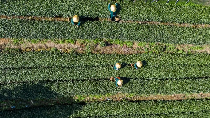 【文化和自然遺產(chǎn)日】漫動(dòng)時(shí)節(jié)丨茶:人在草木間 【文化和自然遺產(chǎn)日】漫動(dòng)時(shí)節(jié)丨茶:人在草木間