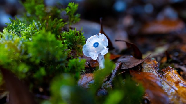 純白和深藍的組合自帶神秘美感 （2025年6月10日 梅新強攝）.jpg