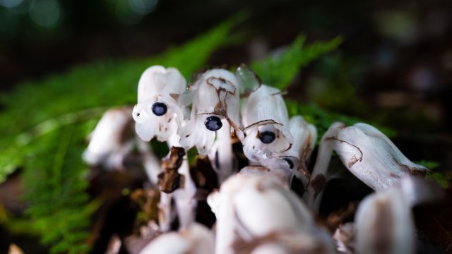 純白和深藍的組合自帶神秘美感（2025年6月10日 梅新強攝）.jpg