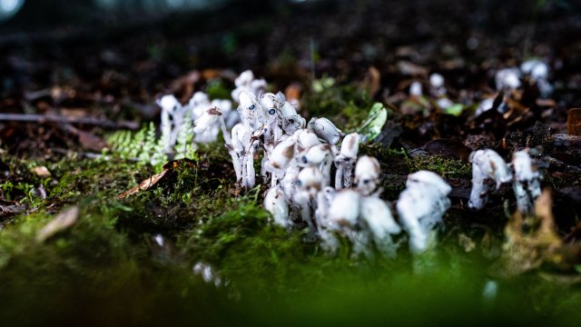 在云南省臨滄市臨翔區(qū)南美鄉(xiāng)的原始森林中，水晶蘭成片生長（2025年6月10日 梅新強攝）.jpg