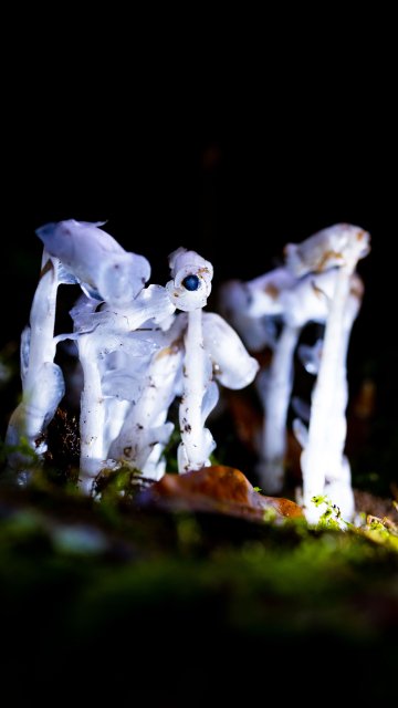 水晶蘭宛如山間精靈（2025年6月10日 梅新強 攝）.jpg