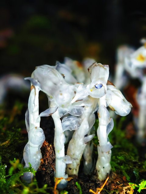 雨中的水晶蘭（2025年6月10日 趙菁菁攝）.jpg