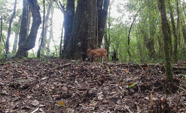 貢山麂（紅外相機(jī)截圖）.jpg