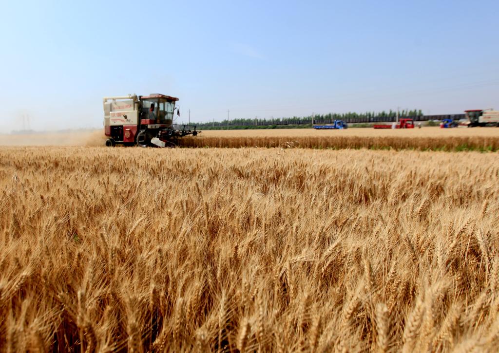 6月12日，在山東省臨沂市平邑縣綠順家庭農(nóng)場(chǎng)，農(nóng)機(jī)手駕駛農(nóng)機(jī)收割小麥。新華社發(fā)（武紀(jì)全攝）
