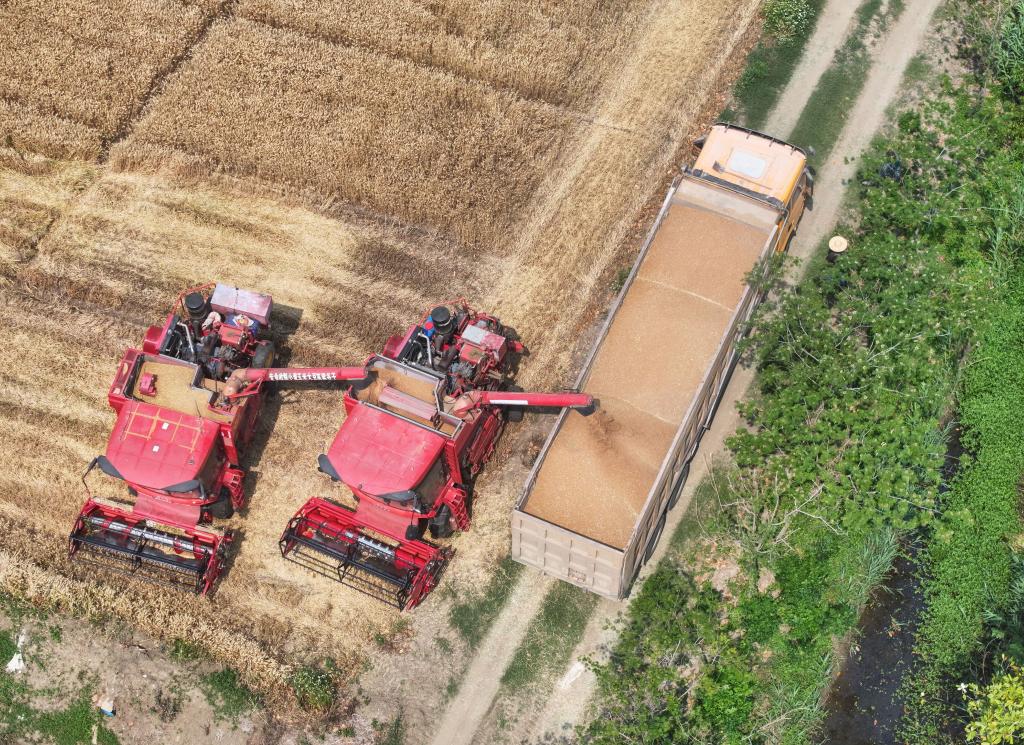 5月28日，在位于江蘇盱眙的江蘇農(nóng)墾三河農(nóng)場(chǎng)，收割機(jī)將小麥裝車（無人機(jī)照片）。新華社記者 季春鵬 攝