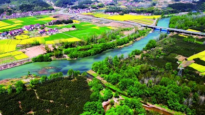 湖北省遠(yuǎn)安縣鳴鳳鎮(zhèn)北門村:竹林遍野綠生金