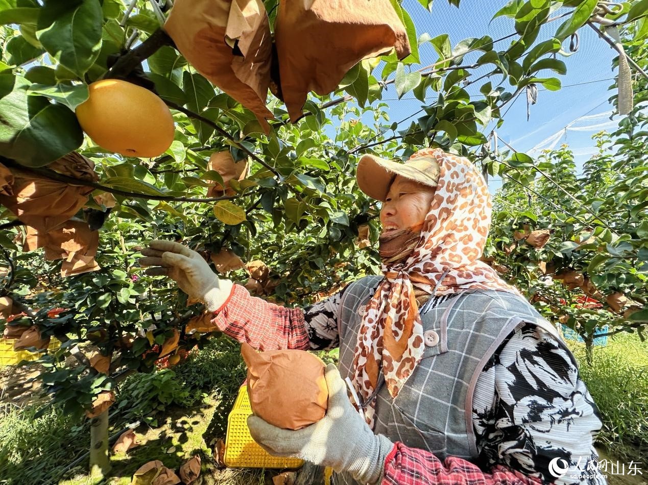 左彥玲正在采摘自家地里的秋月梨。人民網(wǎng) 喬姝攝