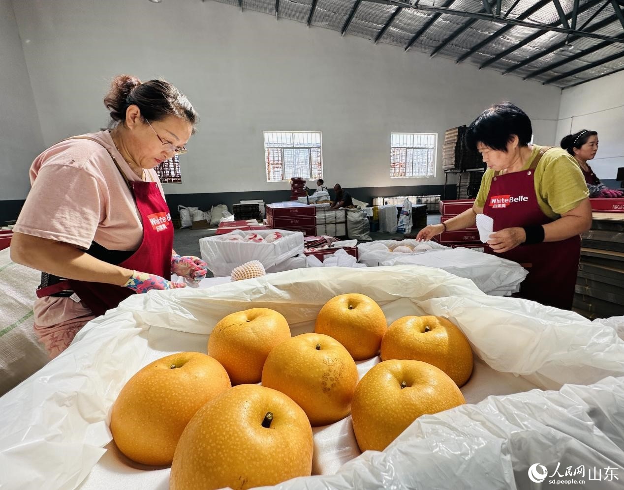 車間工人們在分揀包裝秋月梨。人民網(wǎng) 喬姝攝