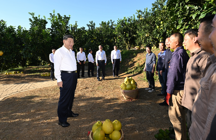 2025年11月7日，習(xí)近平總書記在梅州市梅縣區(qū)雁洋鎮(zhèn)南福金柚種植基地考察時，同果農(nóng)和農(nóng)技人員親切交流。