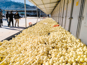 28451768412061060 28451768412061060