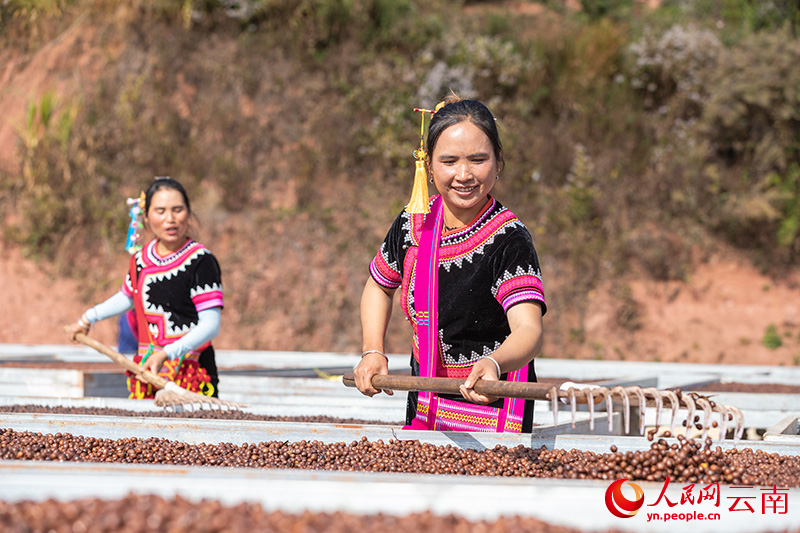 云南普洱，咖農(nóng)正在翻曬咖啡果。人民網(wǎng)記者 虎遵會(huì)攝