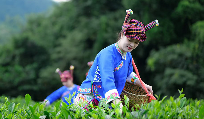 【圖5】云南廣南，當(dāng)?shù)夭柁r(nóng)在采摘茶葉。-廣南縣委宣傳部供圖