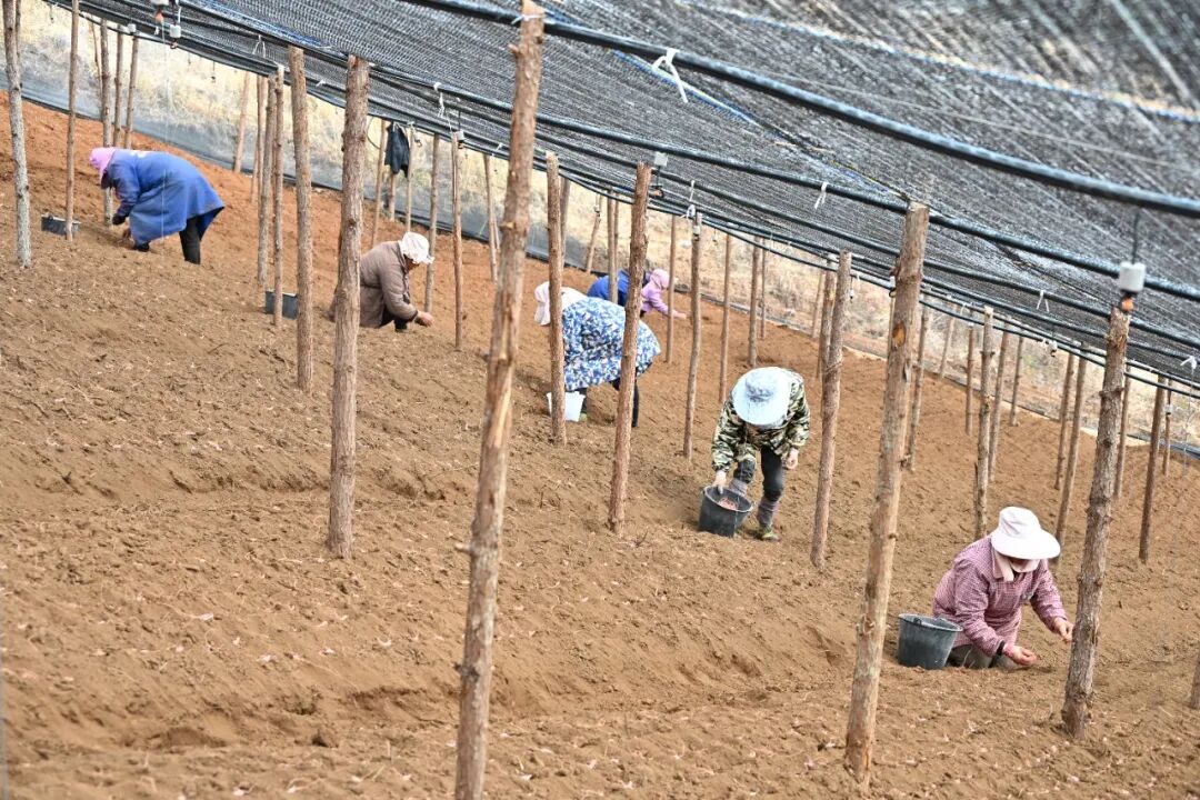 農(nóng)戶正在種植三七2（德黨鎮(zhèn)響水村  2026.1.14）.JPG