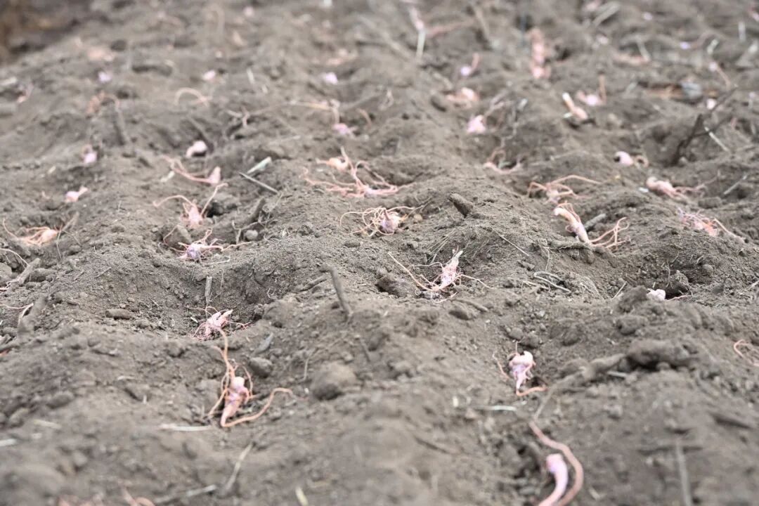 新種植三七（德黨鎮(zhèn)響水村  2026.1.14）.JPG