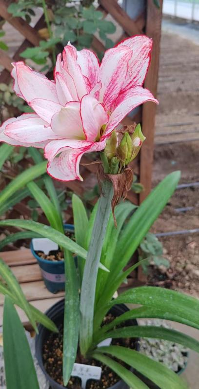 微信圖片_20260210083300_525_251