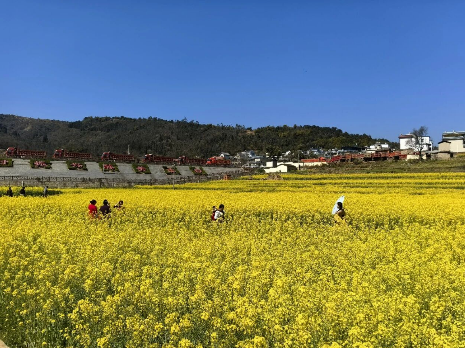 安寧油菜花 (1).png
